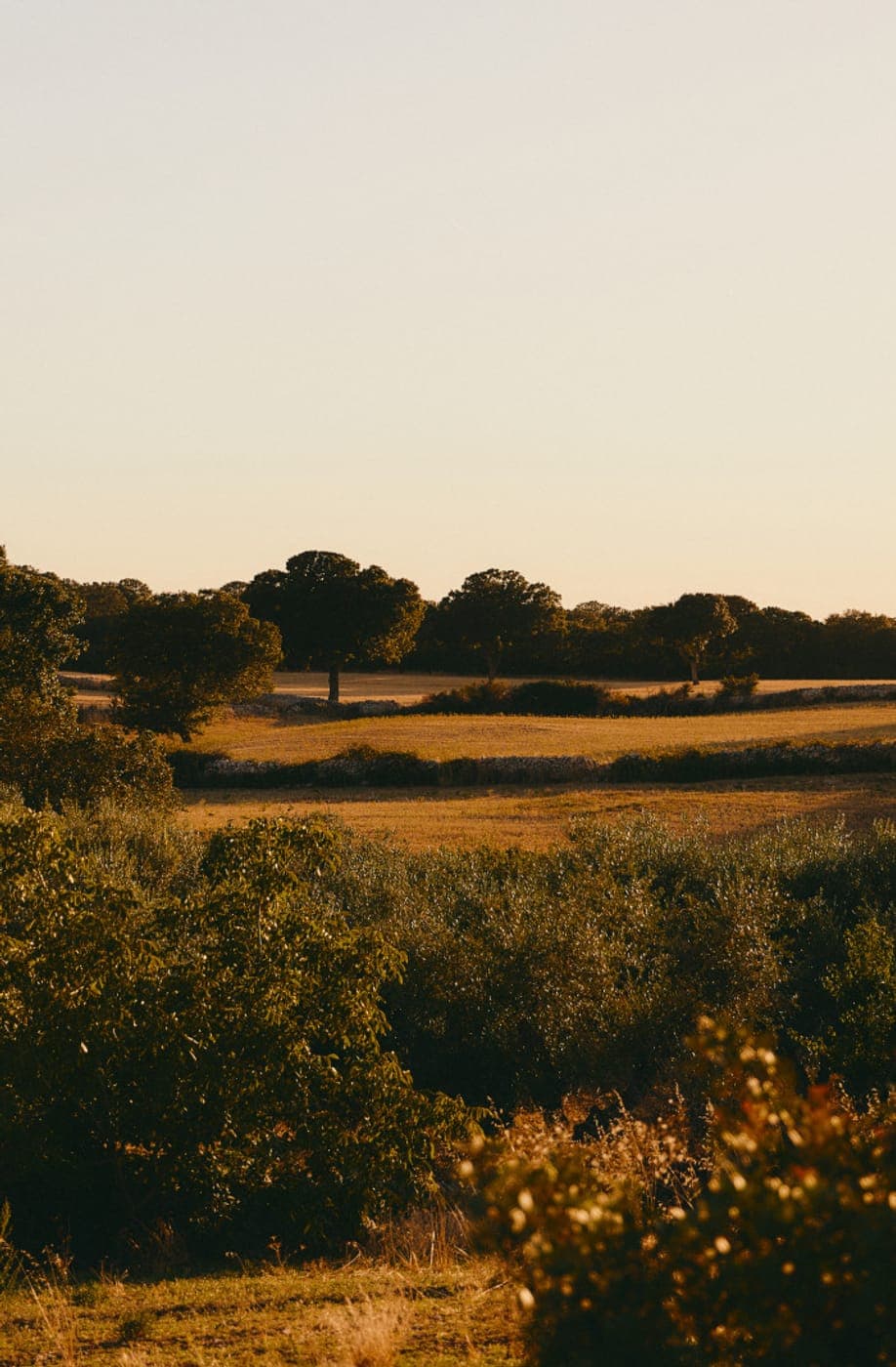 The house at dusk, a golden field.