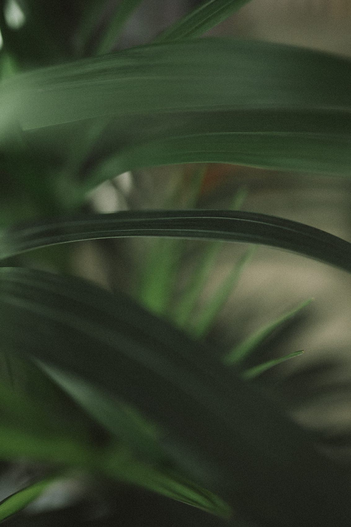 Green fronds in soft shade, at rest.